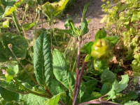 大丽花，菊科大丽花属植物