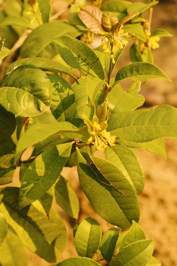 四季桂，木樨科木樨属植物