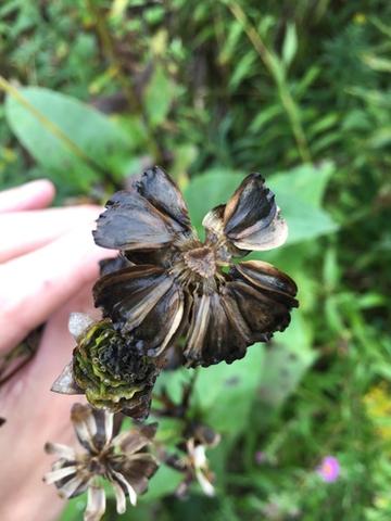 串叶松香草，菊科松香草属植物