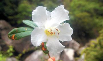 江西杜鹃，杜鹃花科杜鹃花属植物