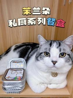 小猫吃鱼：一道美味营养的儿童餐