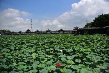 三水荷花世界：四季皆宜的荷花生态专类园