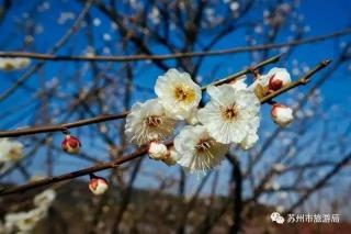 邓尉香雪海：江南赏梅胜地，历史悠久梅花文化之旅