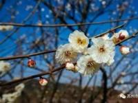 邓尉香雪海：江南赏梅胜地，历史悠久梅花文化之旅