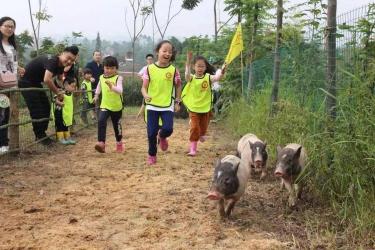 小毛驴市民农园：体验农耕乐趣，享受绿色生态之旅