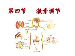 荷尔蒙：生命中的重要调节者