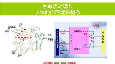 病灶：人体内的潜在威胁与病变部分