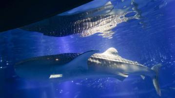 世界上最大的水族馆：大阪海游馆探秘之旅