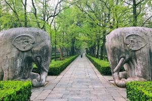 南京雨花茶：雨花台风景区背后的文化瑰宝