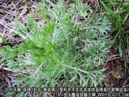 蚂蚱菜：美味与营养并存的野菜烹饪指南