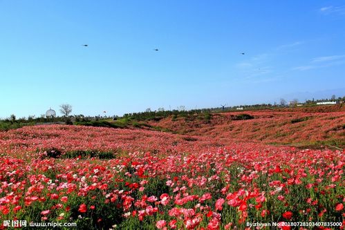 四季花海：探秘中国最美丽的田园景观