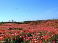 四季花海：探秘中国最美丽的田园景观