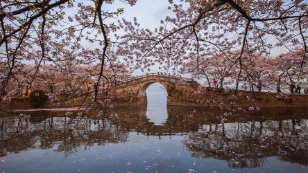 太湖鼋头渚风景区：樱花盛宴，醉美之约