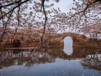 太湖鼋头渚风景区：樱花盛宴，醉美之约