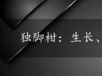 独脚柑：生长、特征与药用价值