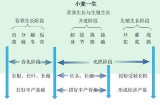 揭秘“干饭株”：新冠病毒影响下的食欲变化与个体差异