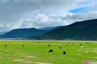 香格里拉依拉草原：四季变换的壮丽景观与探索之旅