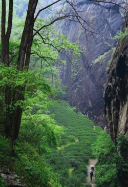 武夷山一线天：大自然的神奇画廊，探寻峡谷的壮美与宁静