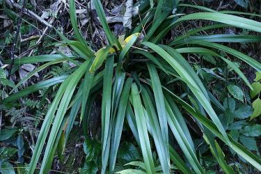 山菅：从有毒植物到药用宝库