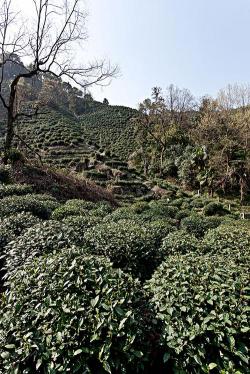 探访老龙井御茶园：环境清幽，感受龙井茶的韵味