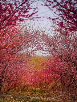 南汇桃花村：阳春三月赏花海，海滨风光与桃花争艳