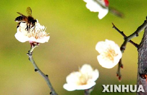 重庆风景图片：山川秀美，人文璀璨