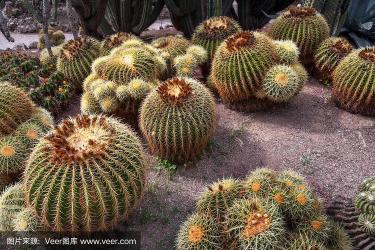 瓦伦西亚植物园：历史悠久的植物学宝藏，免费开放日等你来探索！