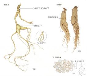 人参的主要产地在中国东北和华东地区