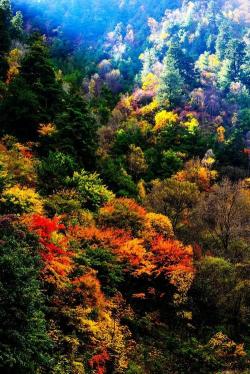 米亚罗风景区：红叶天堂，藏羌风情的田园风光