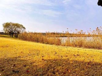 西沙国家湿地公园：崇明岛上的自然宝藏，观鸟赏夕阳的胜地