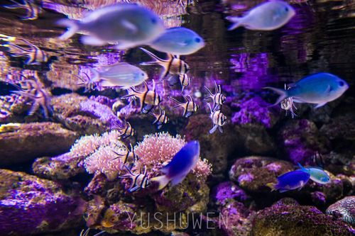 古市水族馆：探索海洋生物的奇妙世界