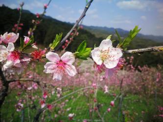 虎峰山景区：初春赏花的理想之地