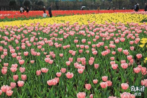 湖南森林植物园：赏珍稀植物、观樱花盛景的天然氧吧