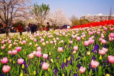 上海植物园：城市中的赏花观景胜地