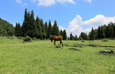 重庆千野草场景区：自然美景与文化魅力的完美结合