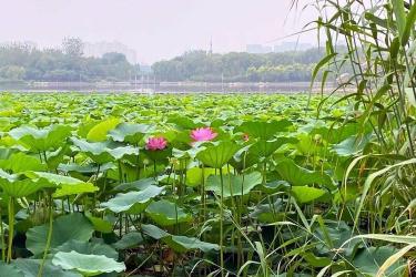 碧水风荷公园：北京市海淀区的绿意盎然休闲胜地